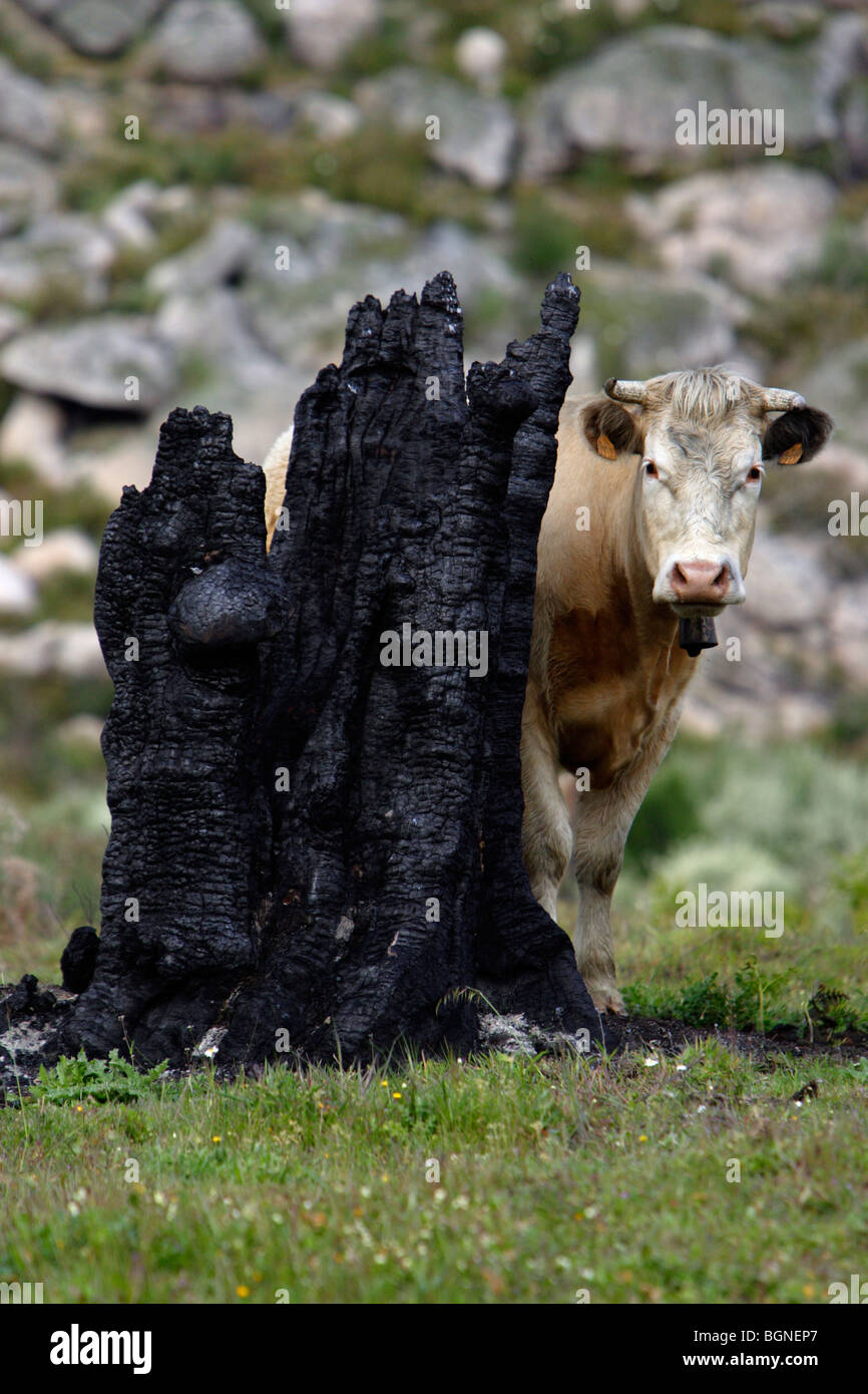 cow-hiding-behind-burnt-tree-stump-extremadura-spain-BGNEP7.jpg