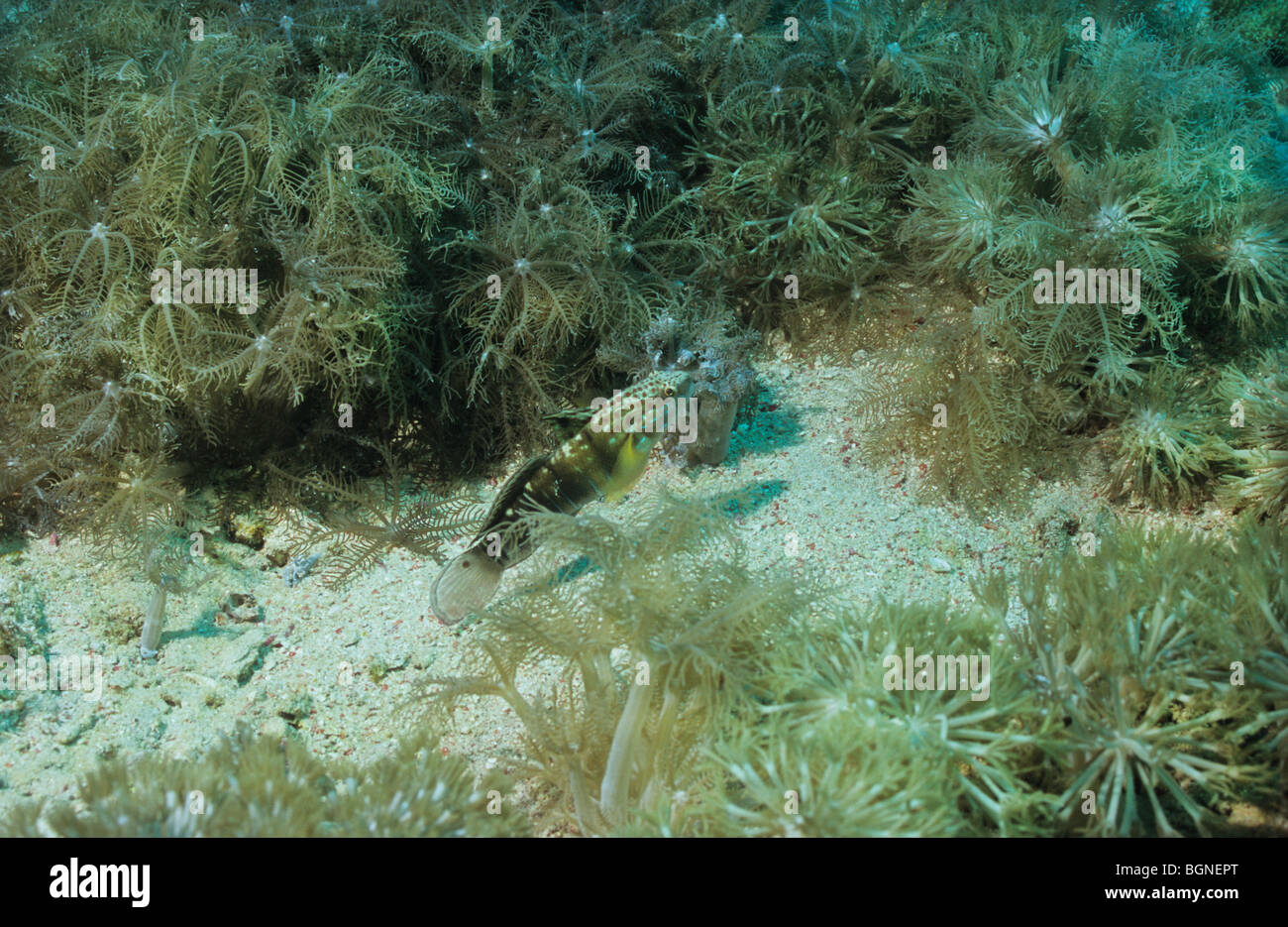 Goby. Amblygobius Phalaena. Amazing underwater marine life in the Flores sea, near Komodo. Indonesia. Stock Photo