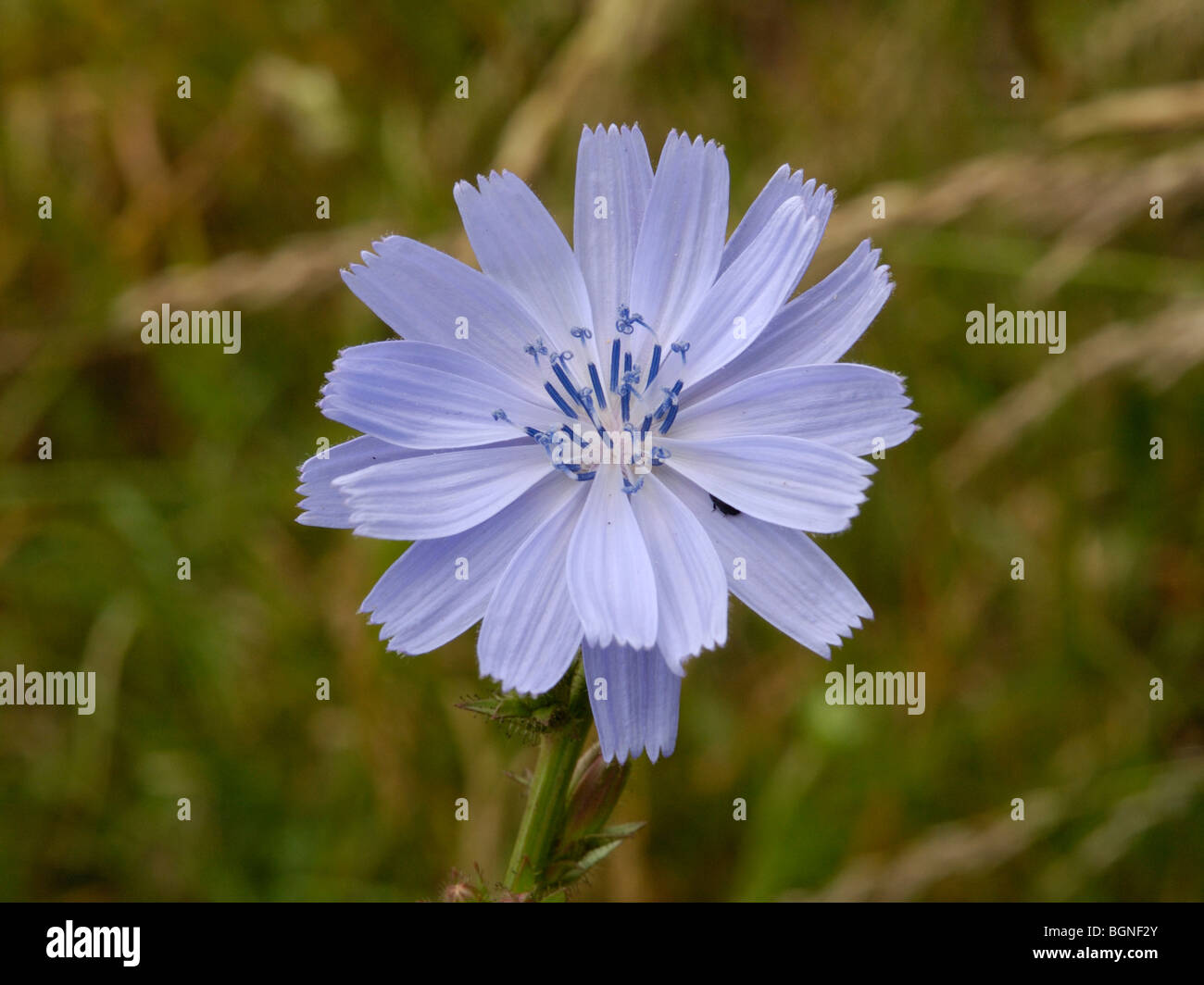 Chicory flower, cichorium intybus Stock Photo