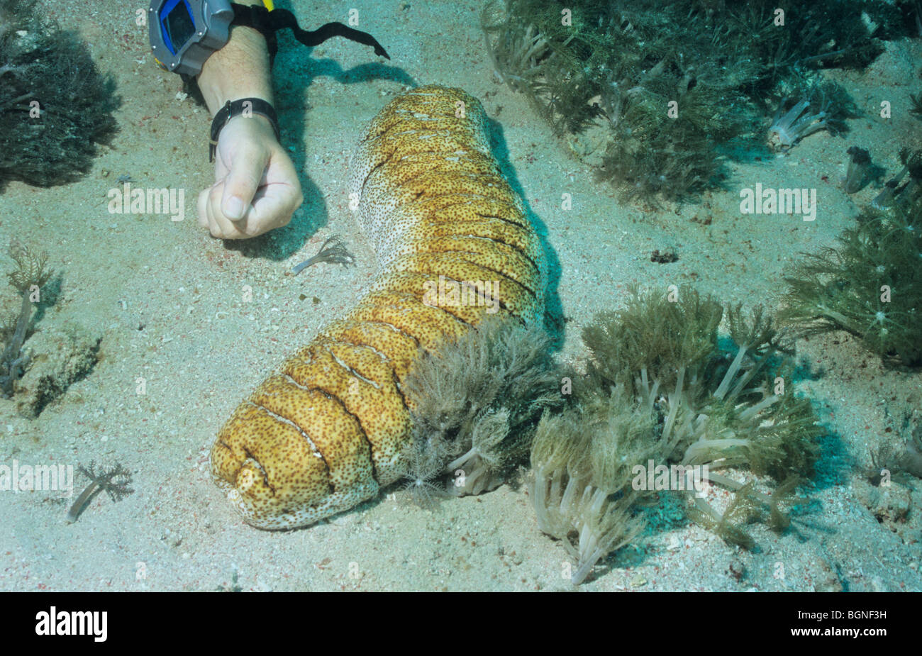 Photography large sea cucumber probably royal sea cucumber thelenota