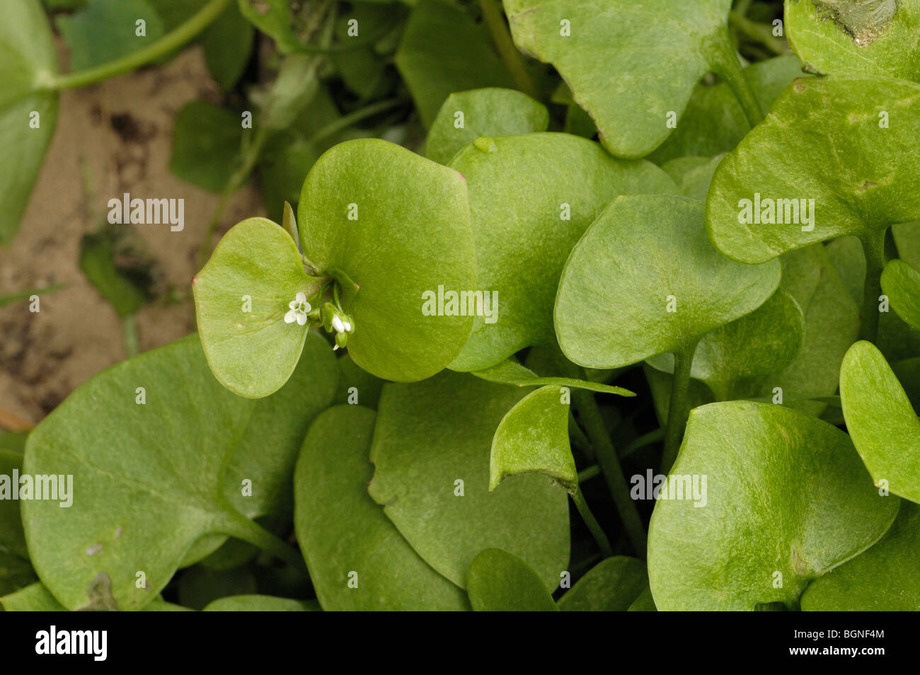 Springbeauty, claytonia perfoliata Stock Photo