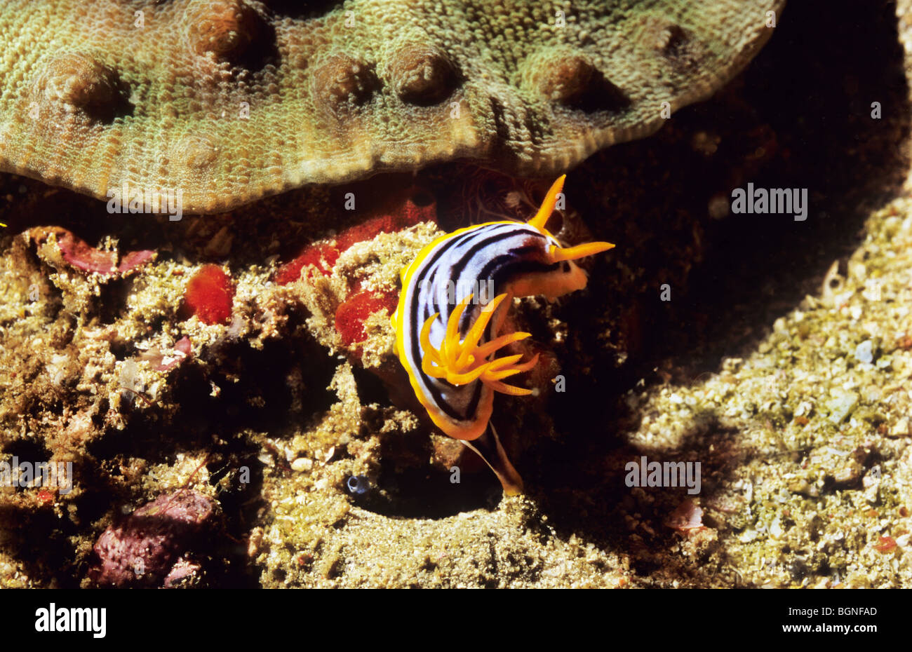 Nudibranch. Chromodoris Magnifica. Sea Slugs. Underwater marine life in ...