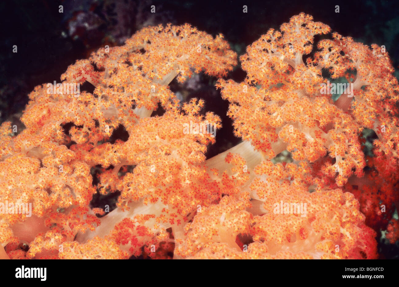 Orange Soft Coral. Underwater marine life in the Flores Sea, off Komodo. Indonesia. Stock Photo