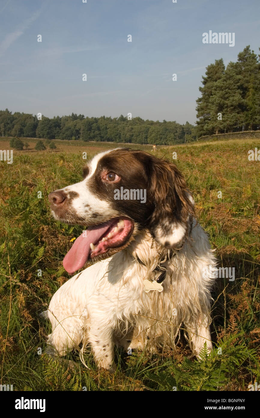 English Springer Spaniel Stock Photo