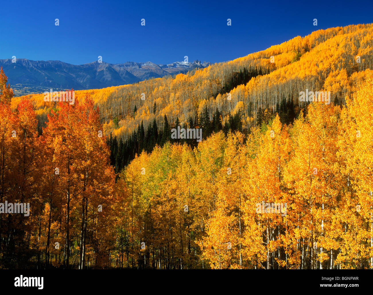 Aspen groves in autumn at Gunnison National Forest in Colorado Stock ...