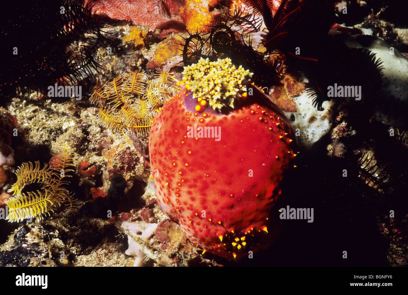 Sea Apple. Pseudocolochirus violaceus. Underwater marine life. Flores Sea. Komodo. Indonesia. Stock Photo