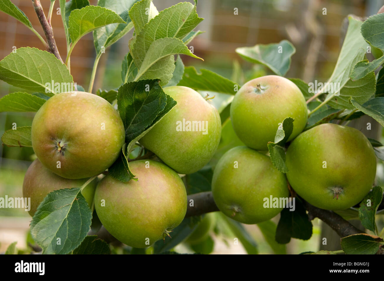 Close up of apples (Malus domestica) on the branch of a tree Stock Photo