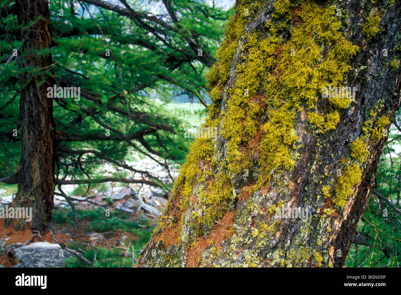 Beard lichen / tree moss / old man's beard (Usnea genus) on tree trunk in the Alps Stock Photo