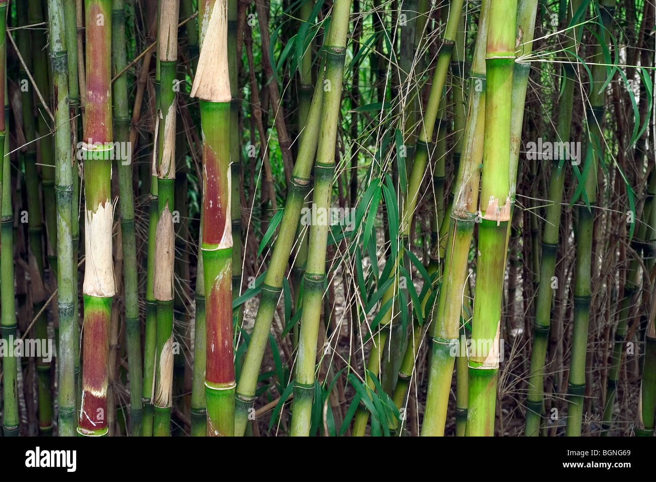 Bamboo (Bambusa sp.), China, Taiwan, Asia Stock Photo