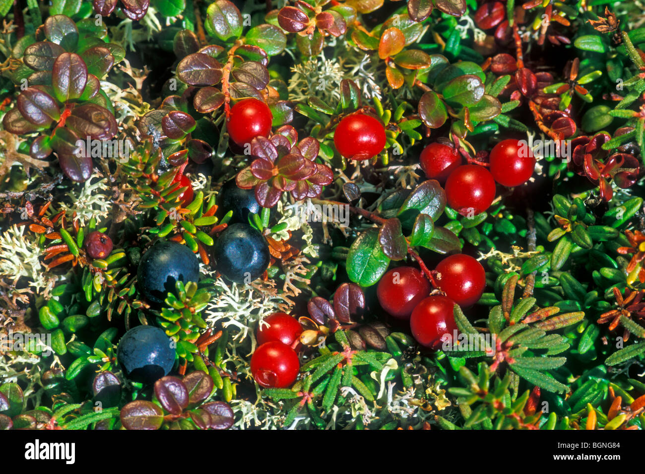 Lingonberries (Vaccinium vitis-idaea) and black crowberries (Empetrum nigrum) on tundra floor in autumn, Denali NP, Alaska, USA Stock Photo
