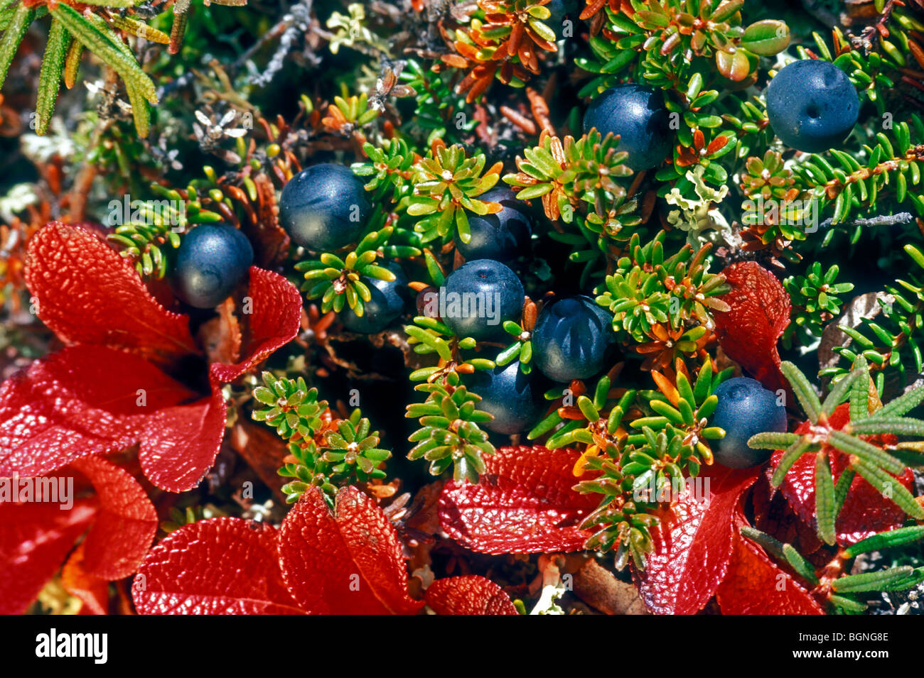 Black crowberry / blackberry (Empetrum nigrum) on the tundra in autumn