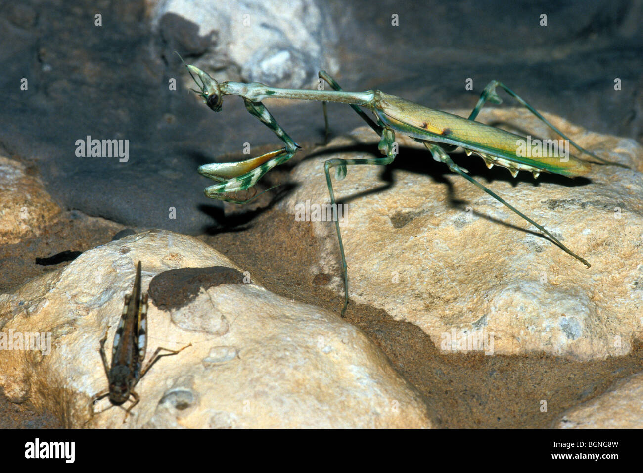 Praying mantis (Mantidae) preying on grasshopper in the Kalahari desert ...