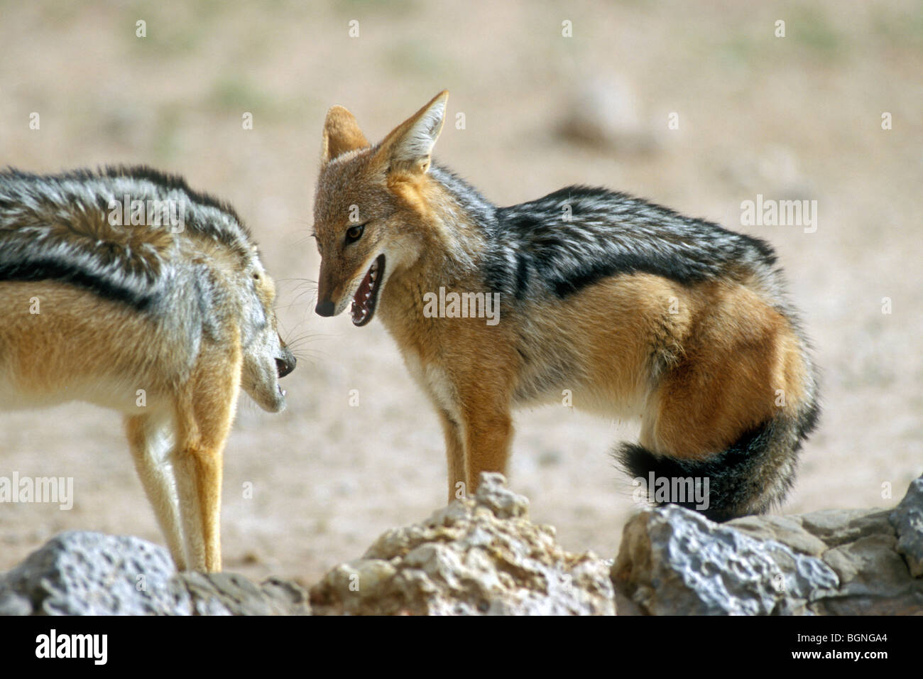 Two Black-backed jackals meeting aggressively at waterhole in the Kalahari desert, Kgalagadi Transfrontier Park, South Africa Stock Photo