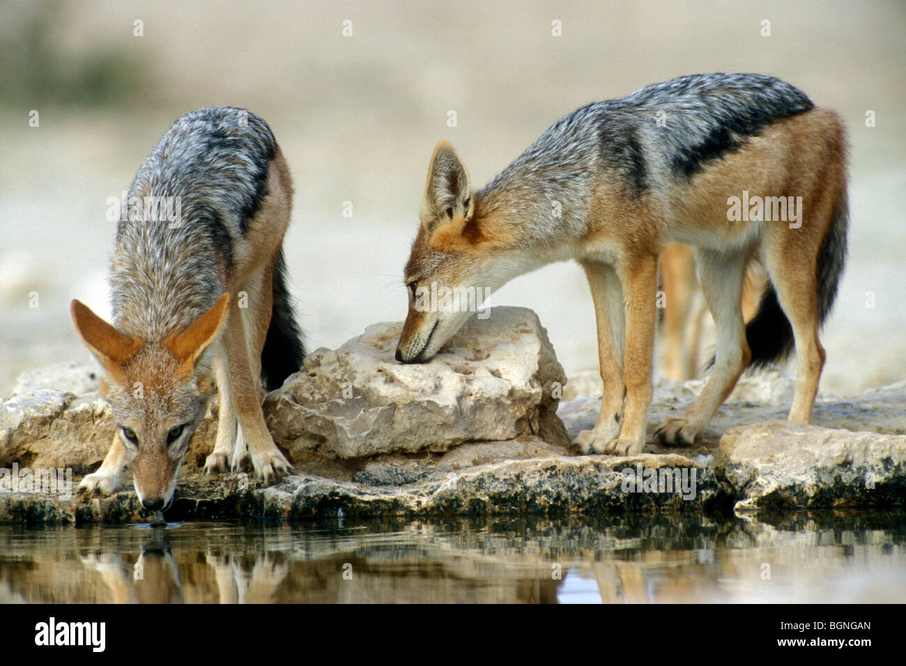 Two Black-backed jackals (Canis mesomelas) at waterhole in the Kalahari desert, Kgalagadi Transfrontier Park, South Africa Stock Photo