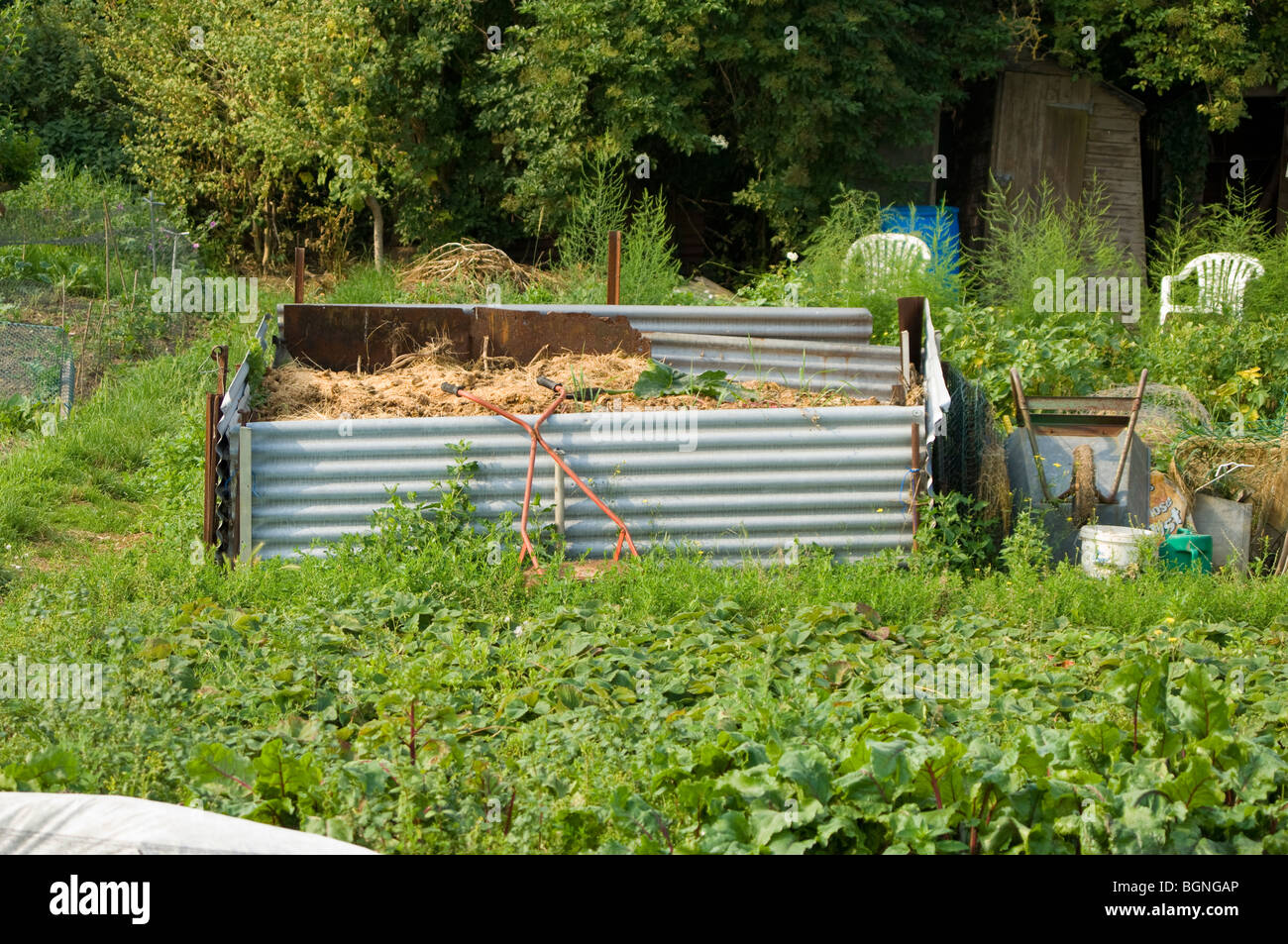 Compost heep on an allotment plot made out of old corrugated metal ...
