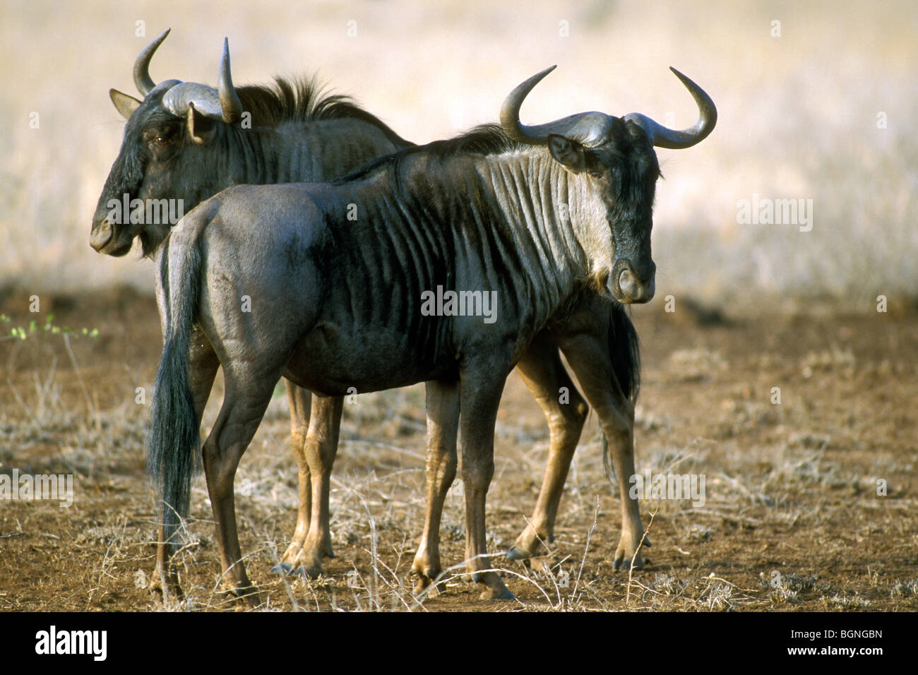 Two Blue Wildebeest (Connochaetes taurinus) in the bush of the Kruger National Park, South Africa Stock Photo