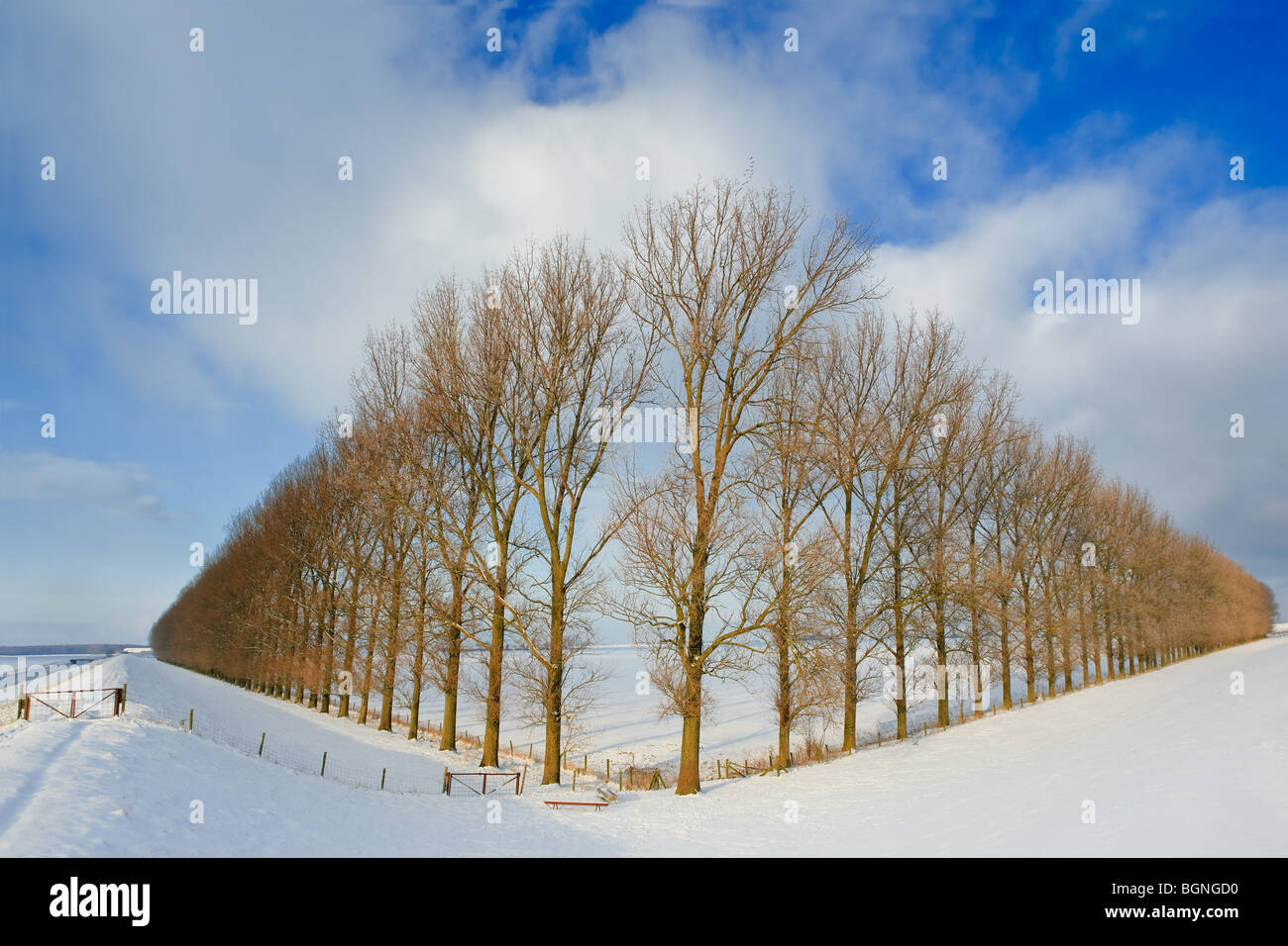 Composition with trees in the Johannes Kerkhovenpolder near Woldendorp, province Groningen, Netherlands Stock Photo