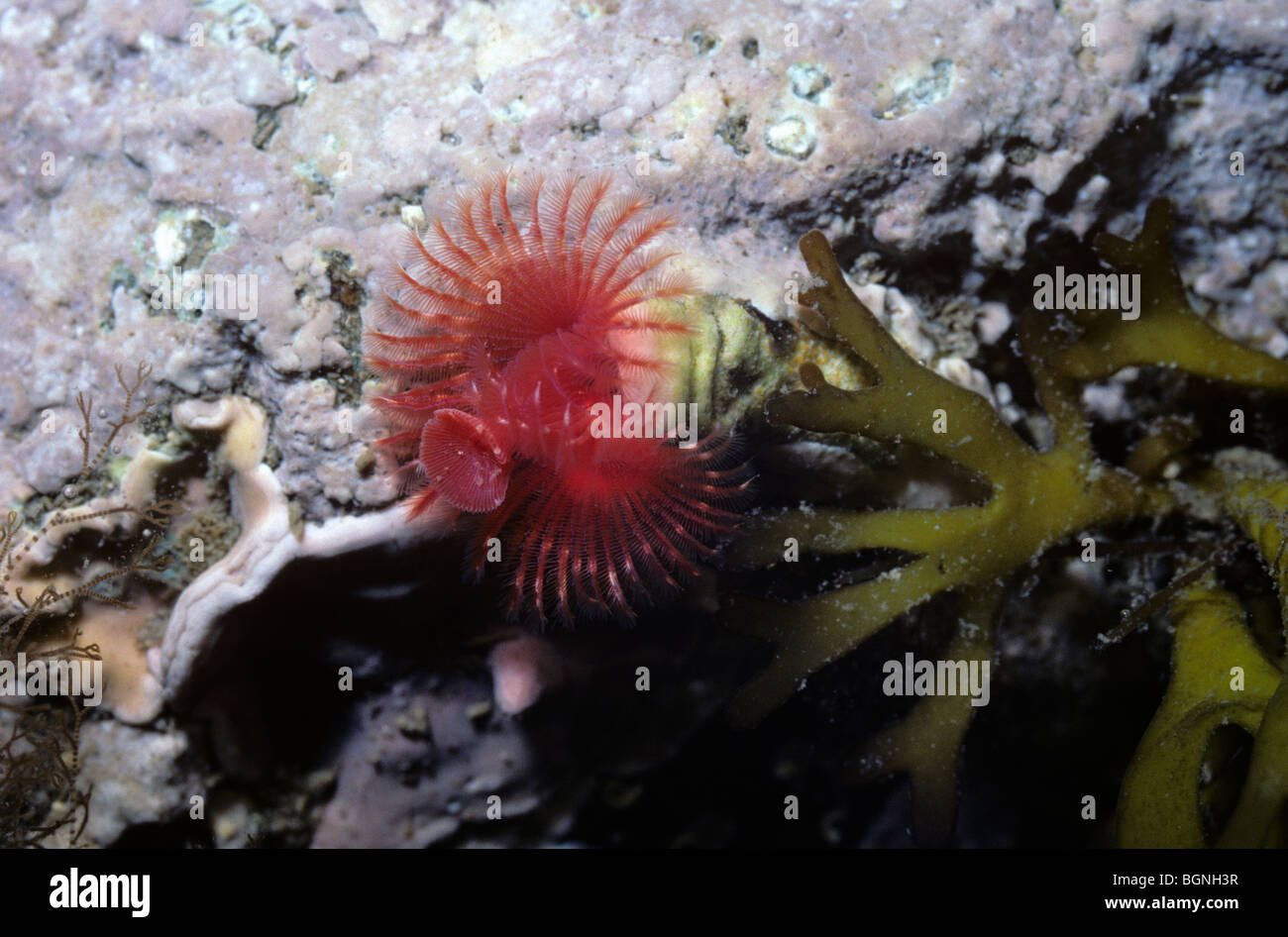 Tube worm (Serpula vermicularis), with crowns of feathery red tentacles, in a rockpool UK Stock Photo
