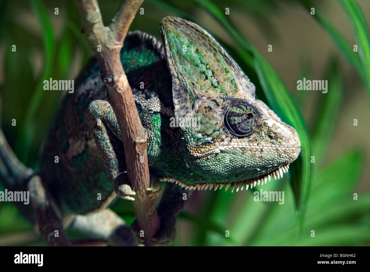 Von Hohnel's / Helmeted / High-casqued chameleon (Chamaeleo hoehnelii) on branch close up, Kenya, Africa Stock Photo