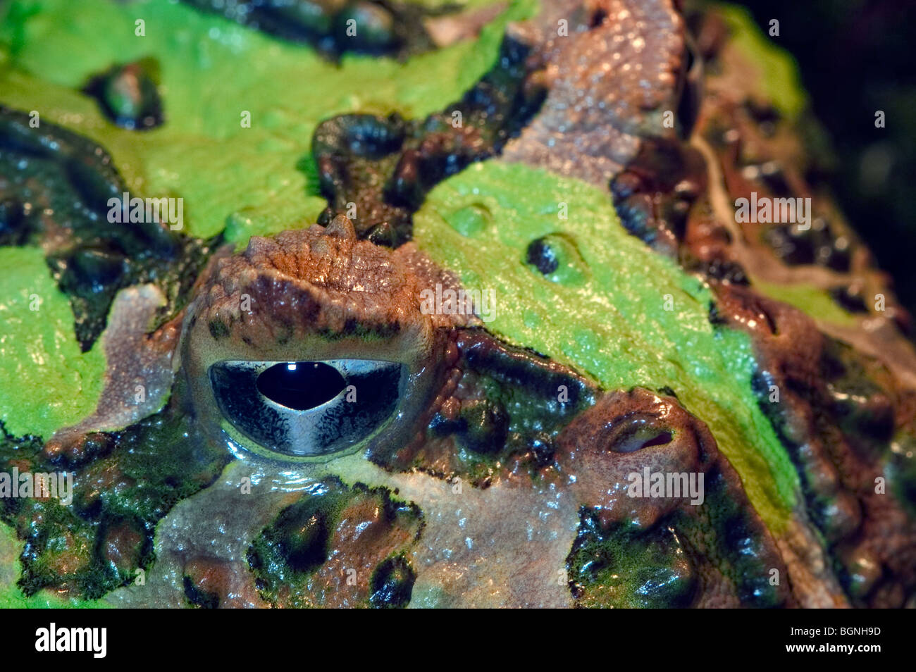 Argentine horned frog / Argentine wide-mouthed Frog / Pacman frog (Ceratophrys ornata) close up, South America Stock Photo