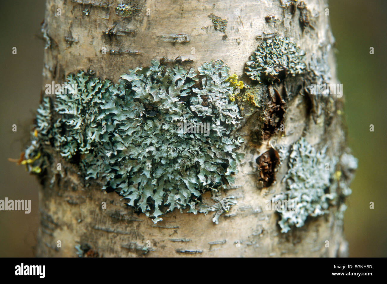 Close up of hooded lichen (Physcia adscendens) on bark of paper birch tree (Betula papyrifera), North America Stock Photo