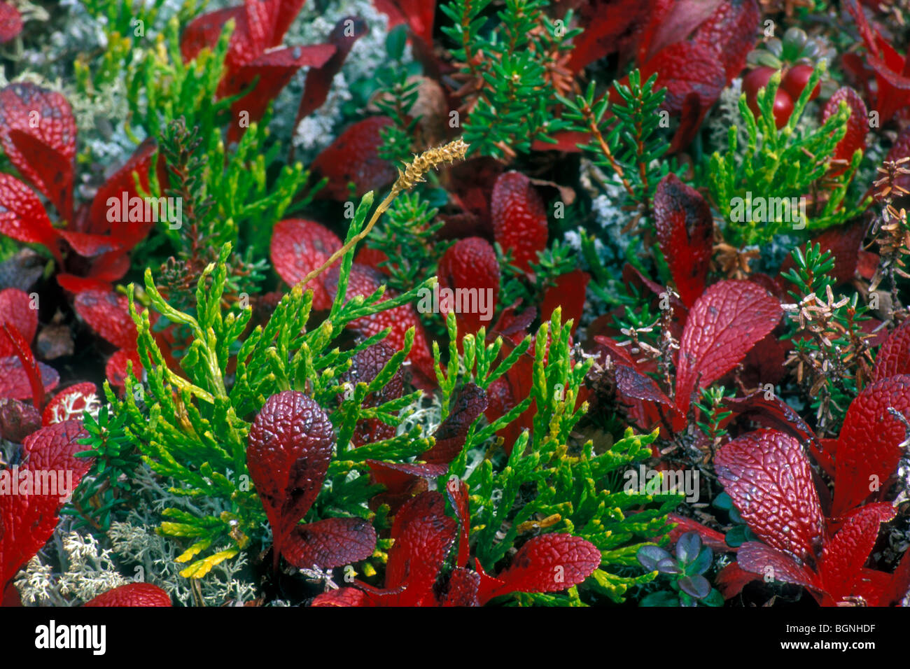 Ground cedar / Ground pine / Running pine (Diphasiastrum complanatum / Lycopodium complanatum) in autumn Stock Photo