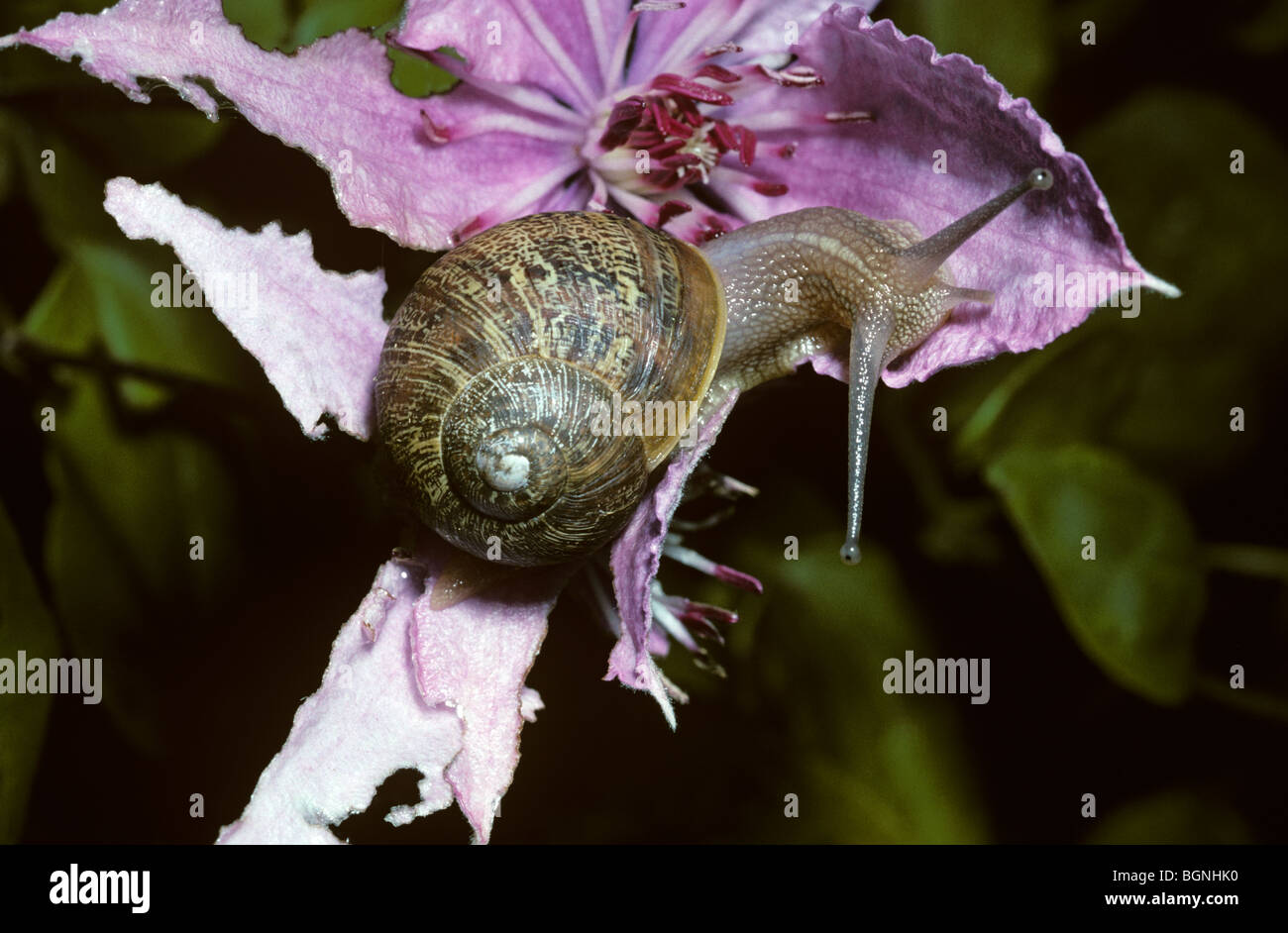 Common clematis hires stock photography and images Alamy
