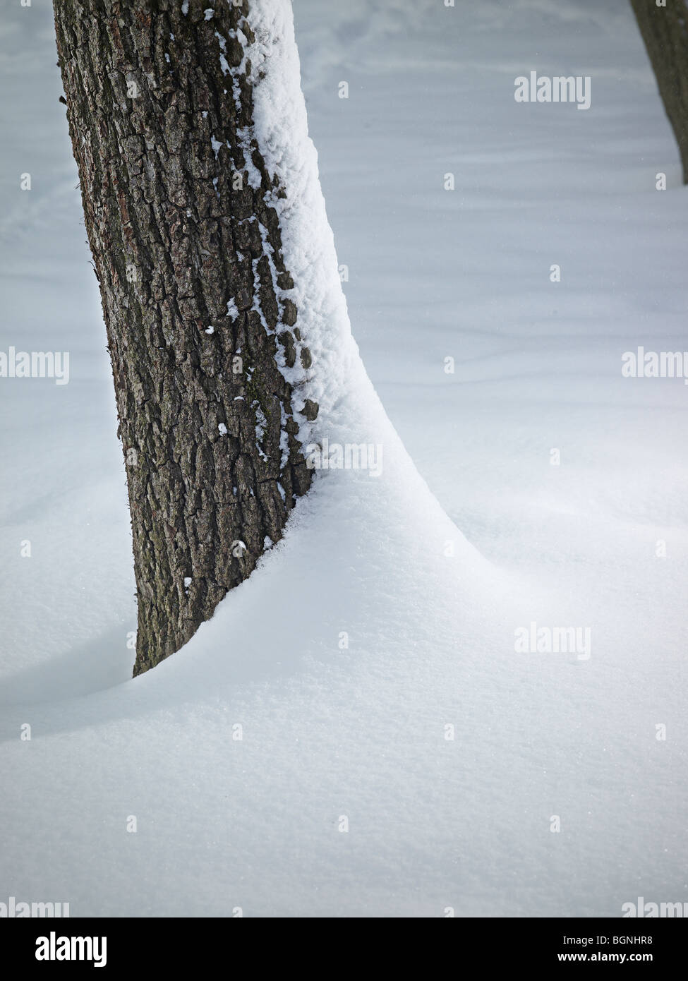 Tree Trunk Bark Detail With Snow Drift, Pennsylvania, USA Stock Photo