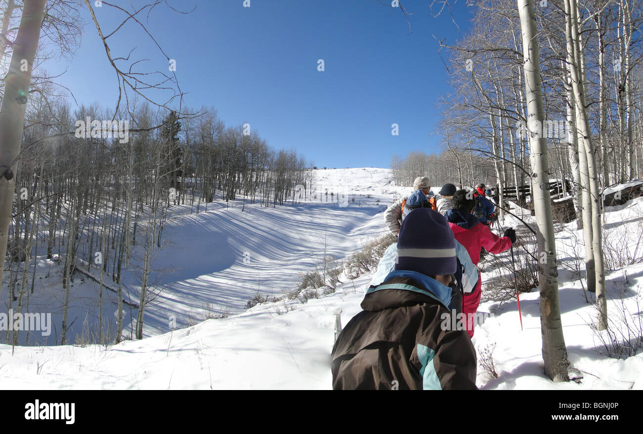 Large group of snowshoe hikers along broad snow ridge with conifers and