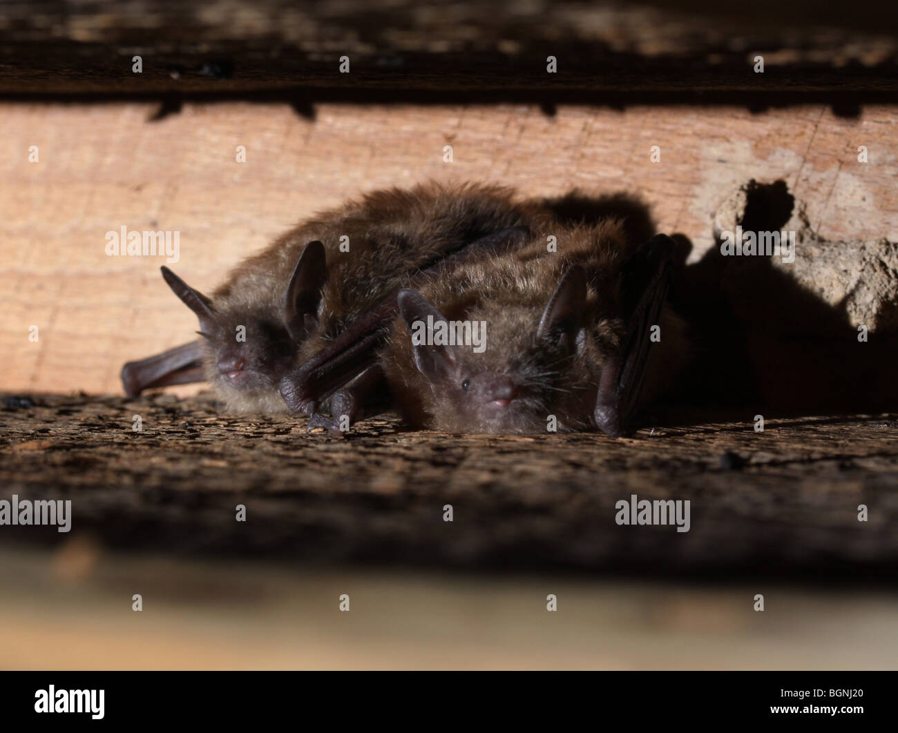 little brown bat attic rafters roosting Stock Photo