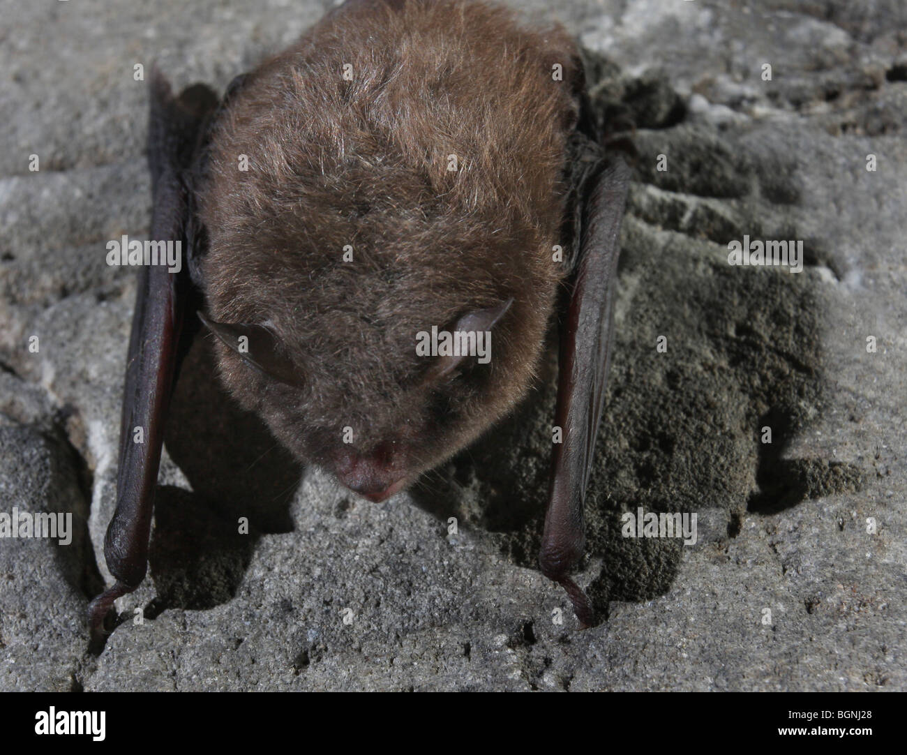 Indiana bat roosting cave Stock Photo Alamy
