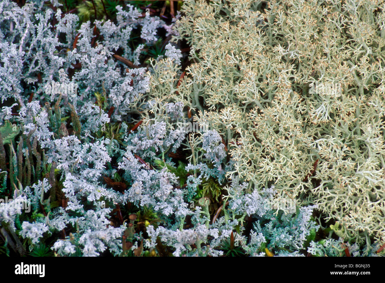 Tomentose snow lichen and reindeer moss / grey reindeer lichen on the taiga forest floor, Denali NP, Alaska Stock Photo