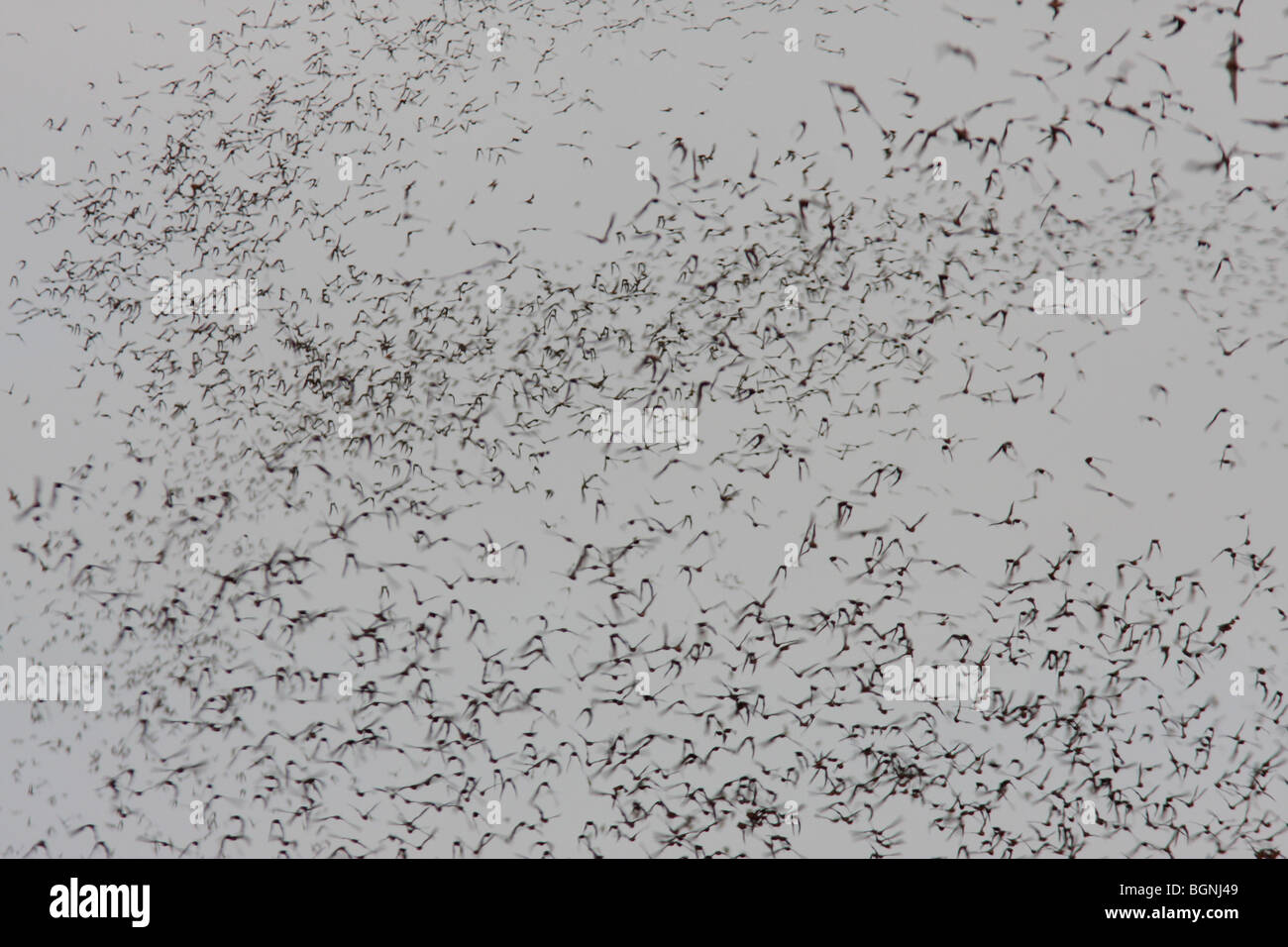 Mexican freetailed bat flying Austin Texas Stock Photo Alamy