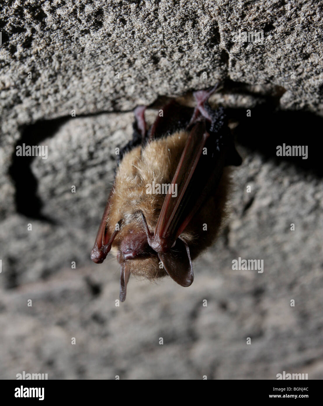 tricolored bat eastern pipistrelle roosting cave mammal united states usa Kentucky roost Myotis