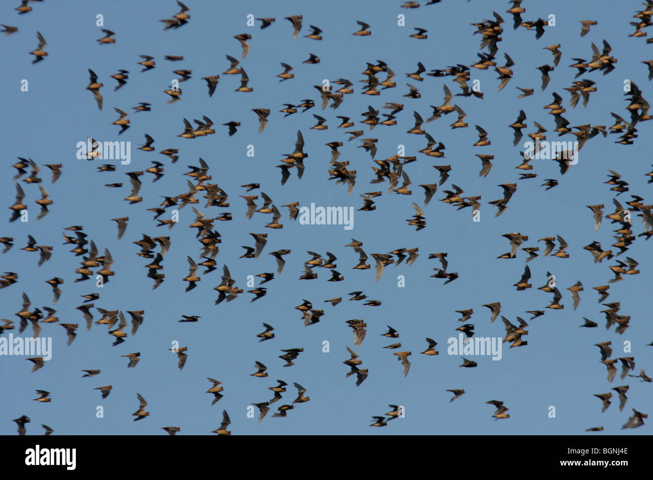 Mexican freetailed bat flying Austin Texas Stock Photo Alamy