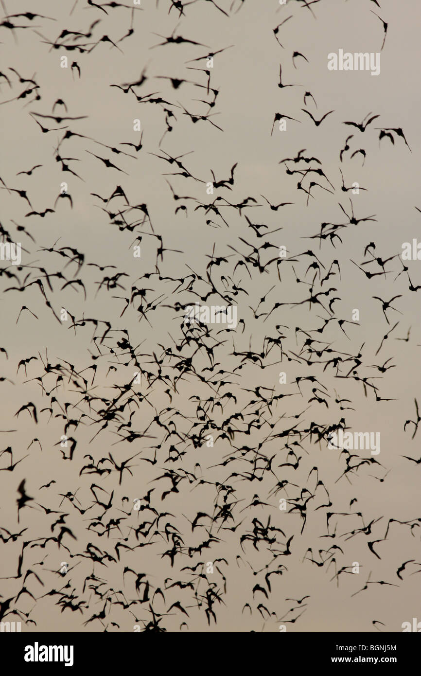 emerging Mexican freetailed bat flying Austin Texas Stock Photo Alamy