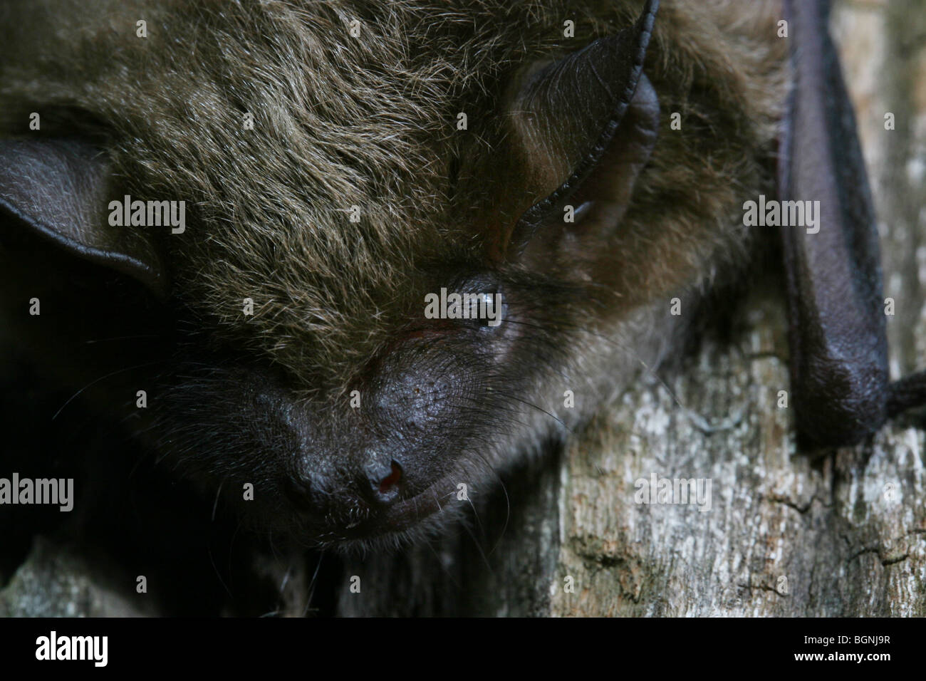 big brown bat face close up roosting tree Stock Photo Alamy