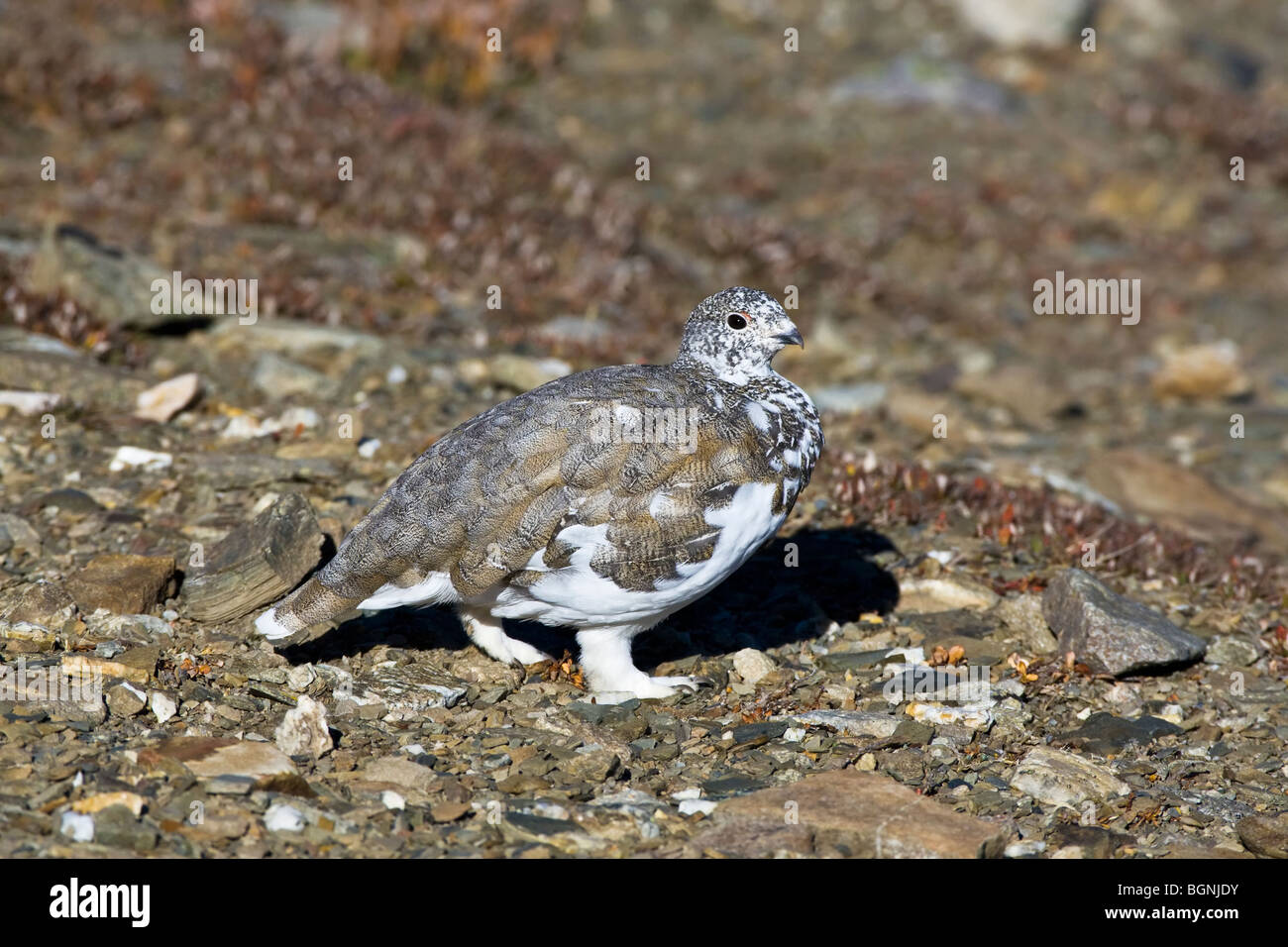 A moult White tailed Ptarmigan changing from summer in to winter plumage Stock Photo