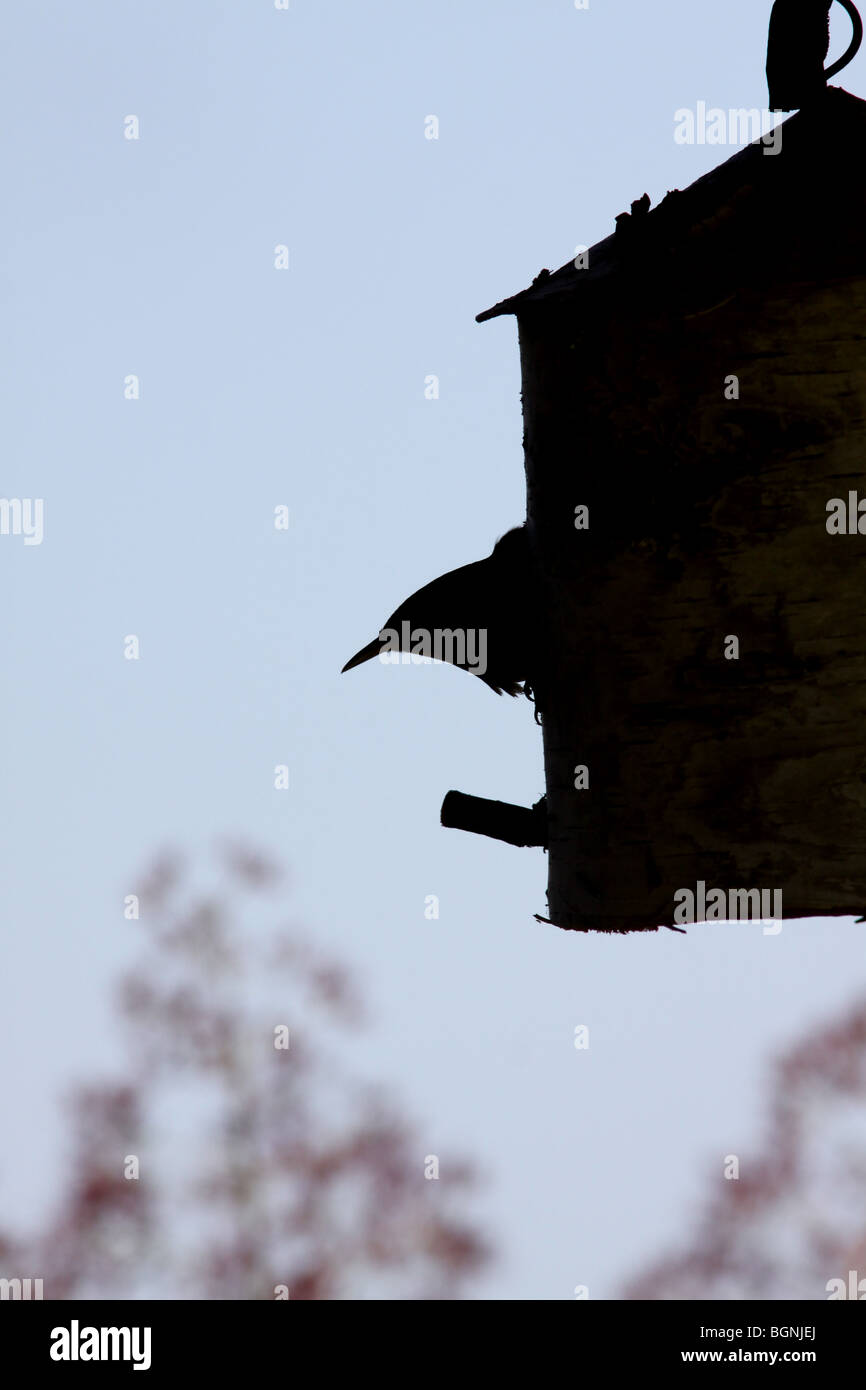 house wren silhouette nest box Stock Photo