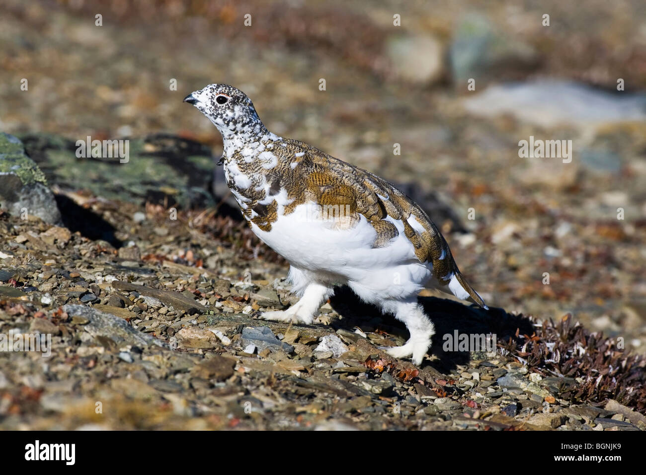 A moult White tailed Ptarmigan changing from summer in to winter plumage Stock Photo