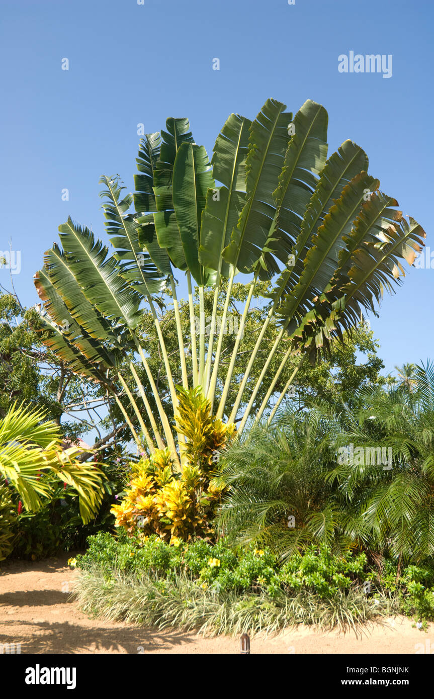 Panama Travelers Tree Ravenala madagascariensis Stock Photo - Alamy