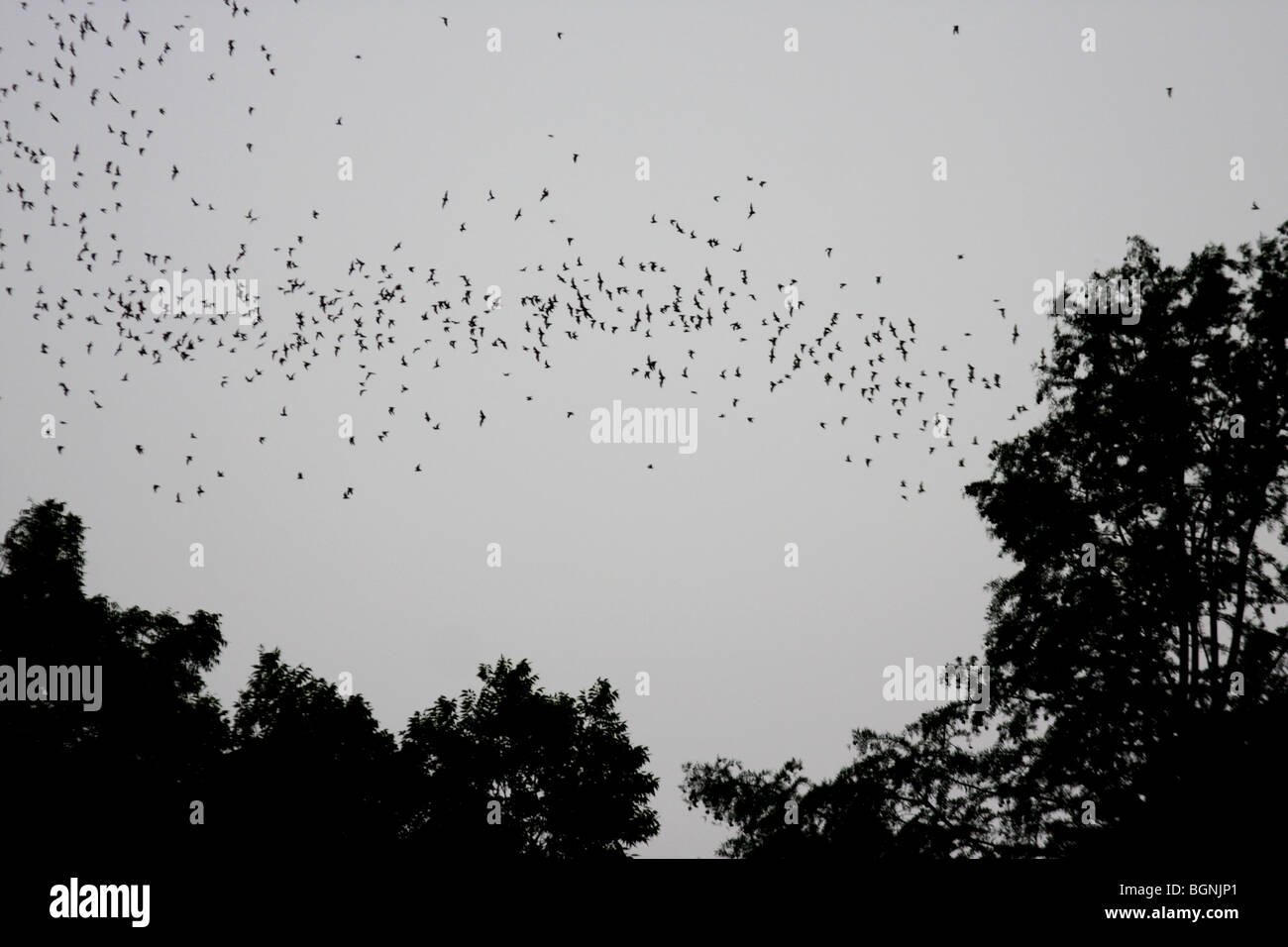 Mexican freetailed bat flying Austin Texas Stock Photo Alamy