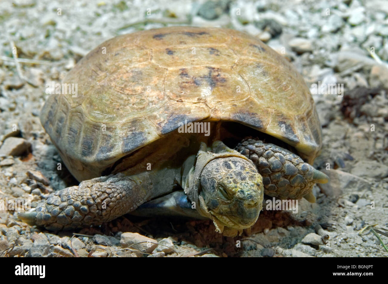 Russian tortoise / Horsfield's tortoise / Central Asian tortoise (Agrionemys horsfieldii / Testudo horsfieldii) native to Asia Stock Photo