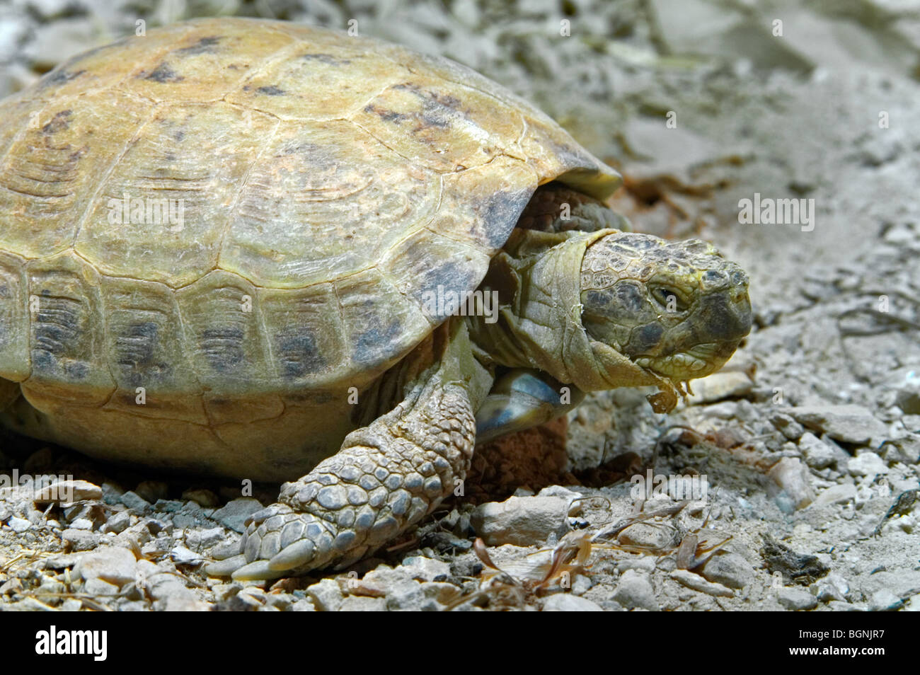 Russian tortoise / Horsfield's tortoise / Central Asian tortoise (Agrionemys horsfieldii / Testudo horsfieldii) native to Asia Stock Photo