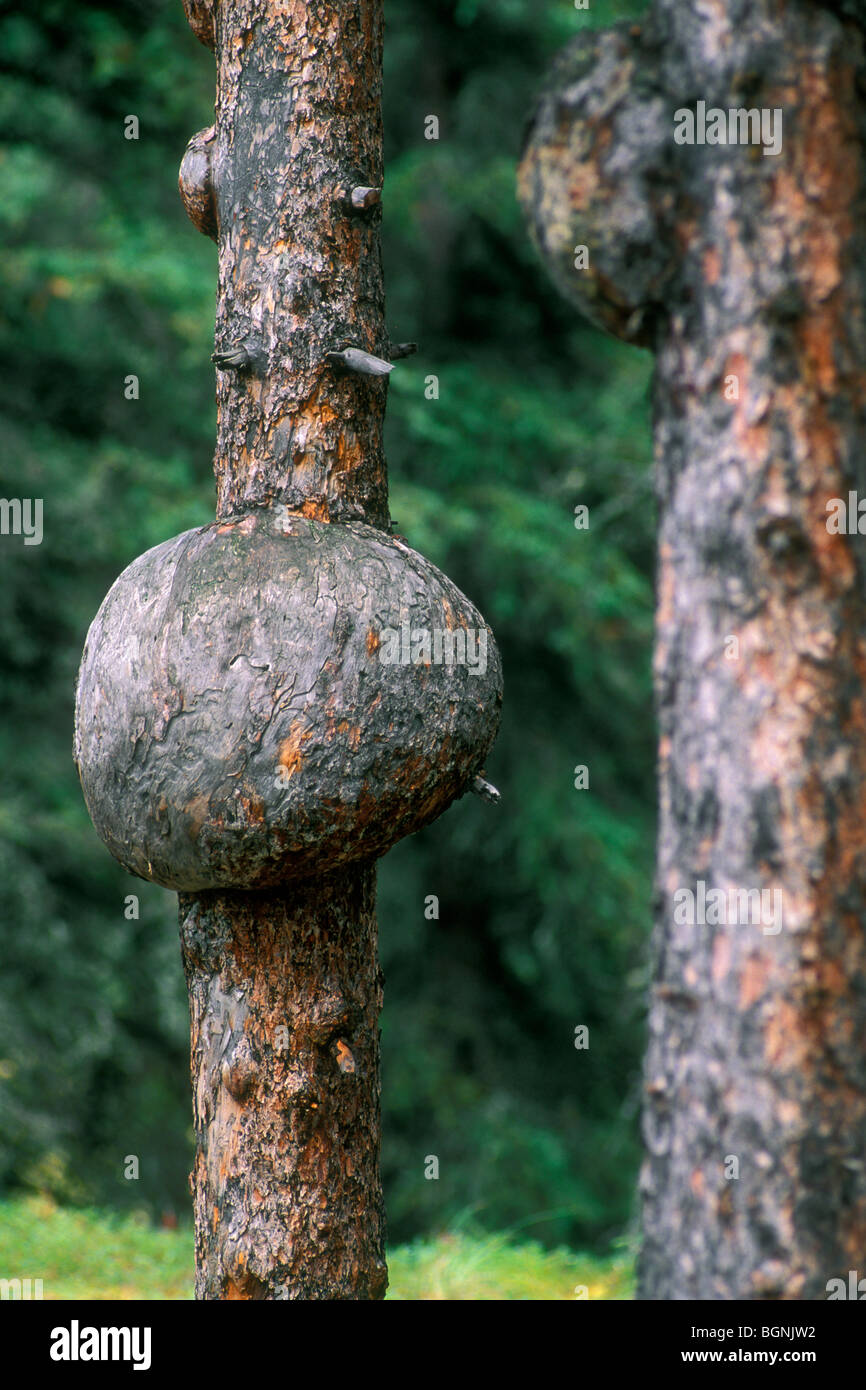 White spruce tree showing burl, a spherical woody growth caused by fungi, insects or bacteria, Denali NP, Alaska, USA Stock Photo