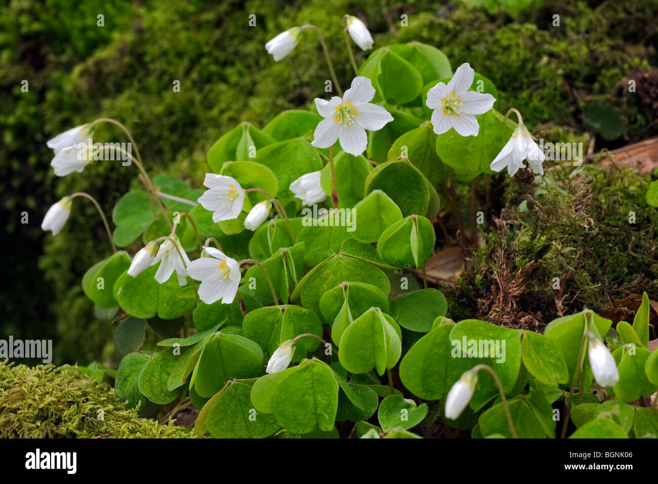 Wood sorrel (Oxalis acetosella), Europe Stock Photo