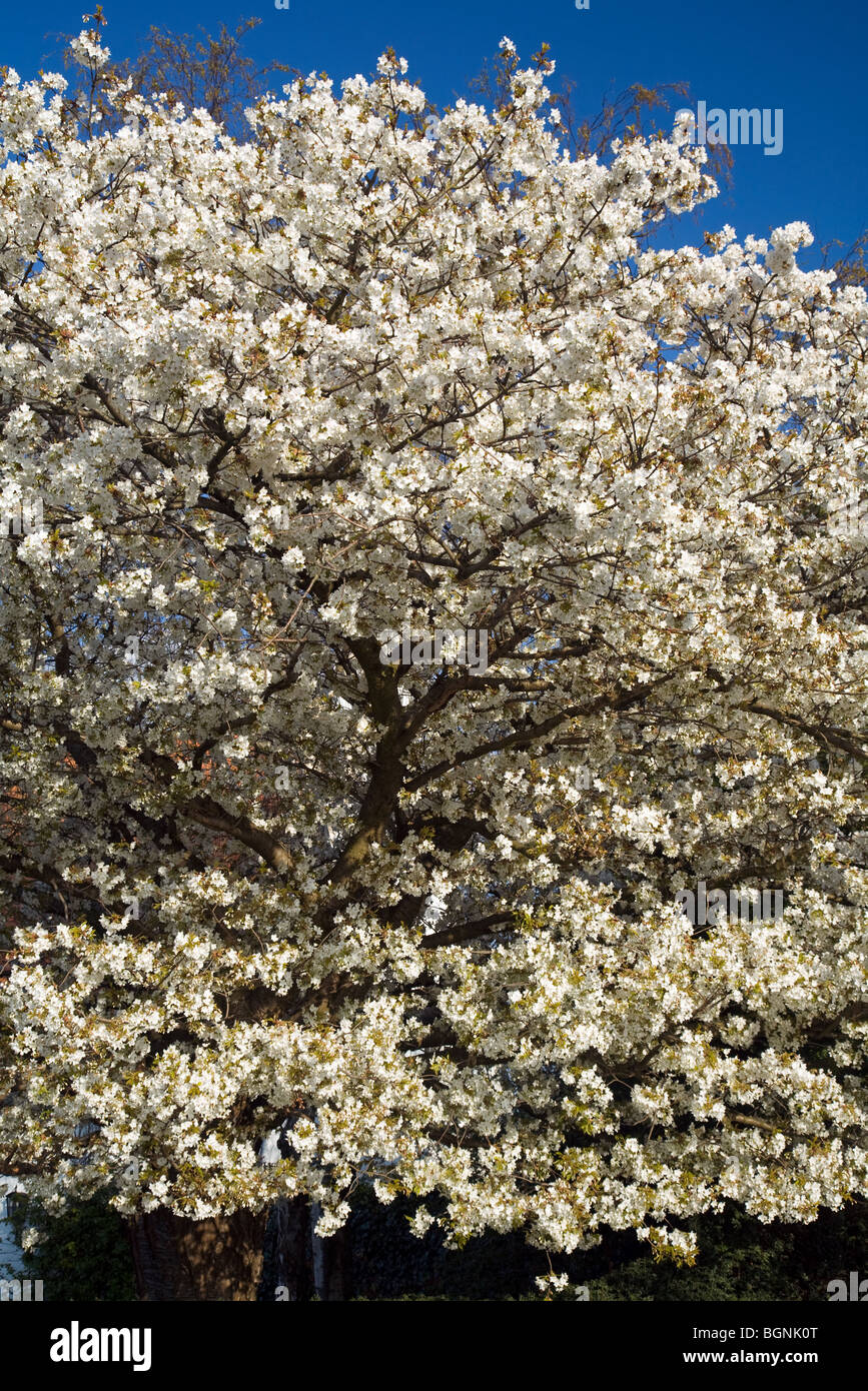 Cherry tree blossoming (Prunus avium), Belgium Stock Photo