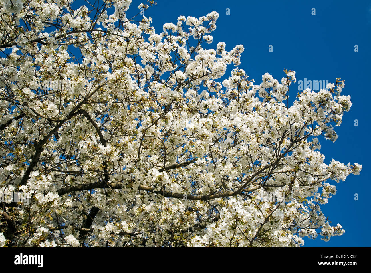 Cherry tree blossoming (Prunus avium), Belgium Stock Photo