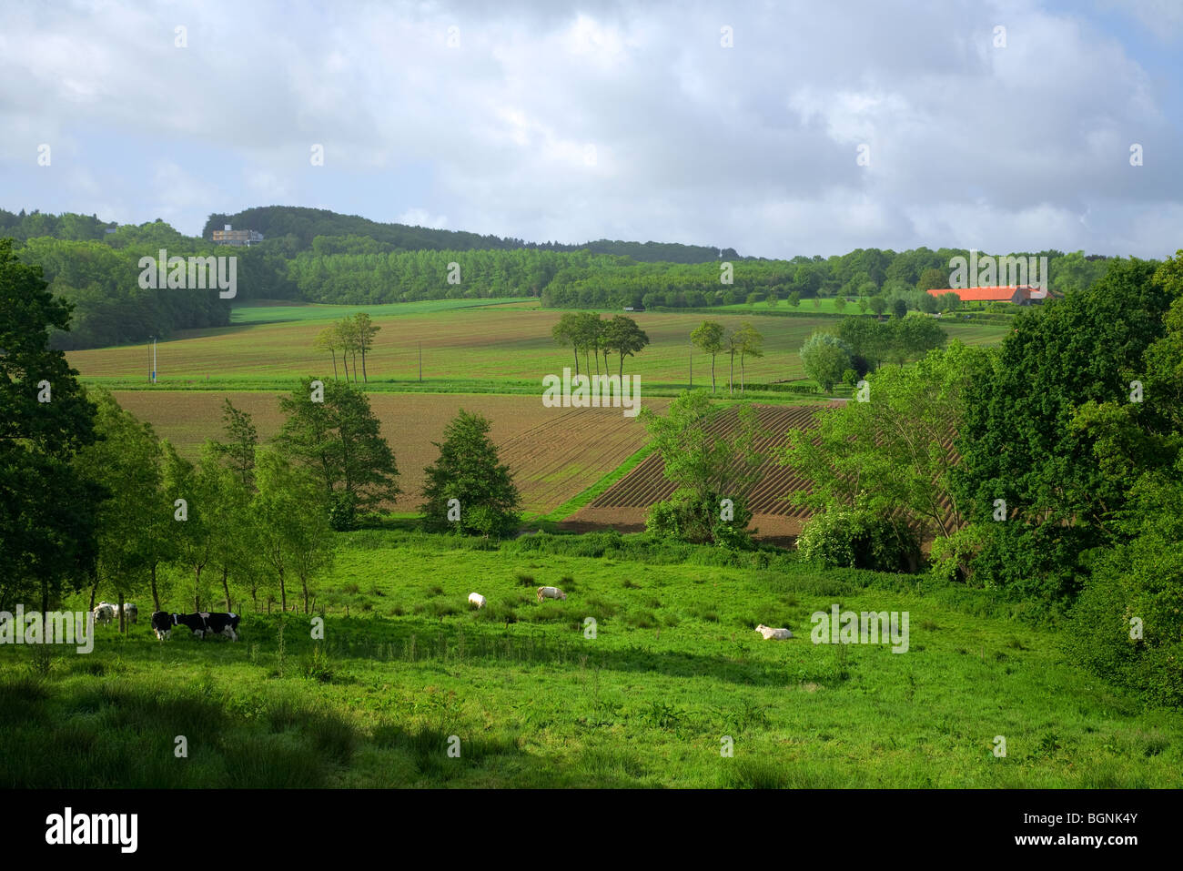 Fields and meadow with grazing cows. View over the Rode berg, Heuvelland, Belgium Stock Photo