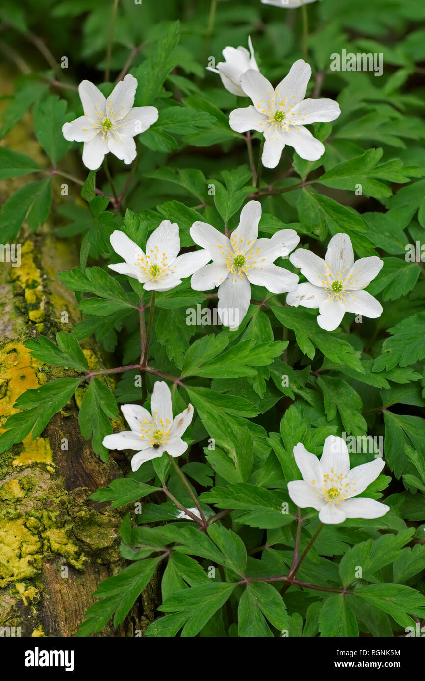 Wood anemones (Anemone nemorosa) flowering in forest in spring Stock Photo